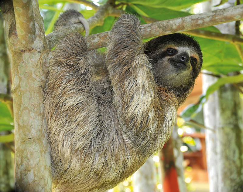 Costa Rica Sloth_38531932