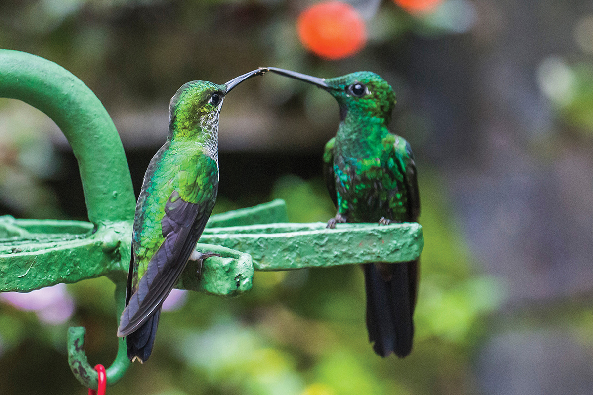 Green Hummingbirds  Costa Rica _345594230
