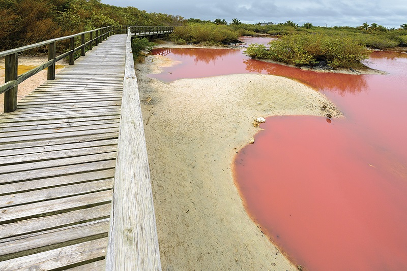 pink water lagoon  Isabela island_539708056