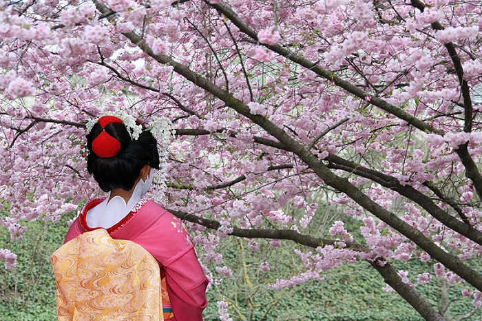 Geisha and blooming Sakura tree_51259576