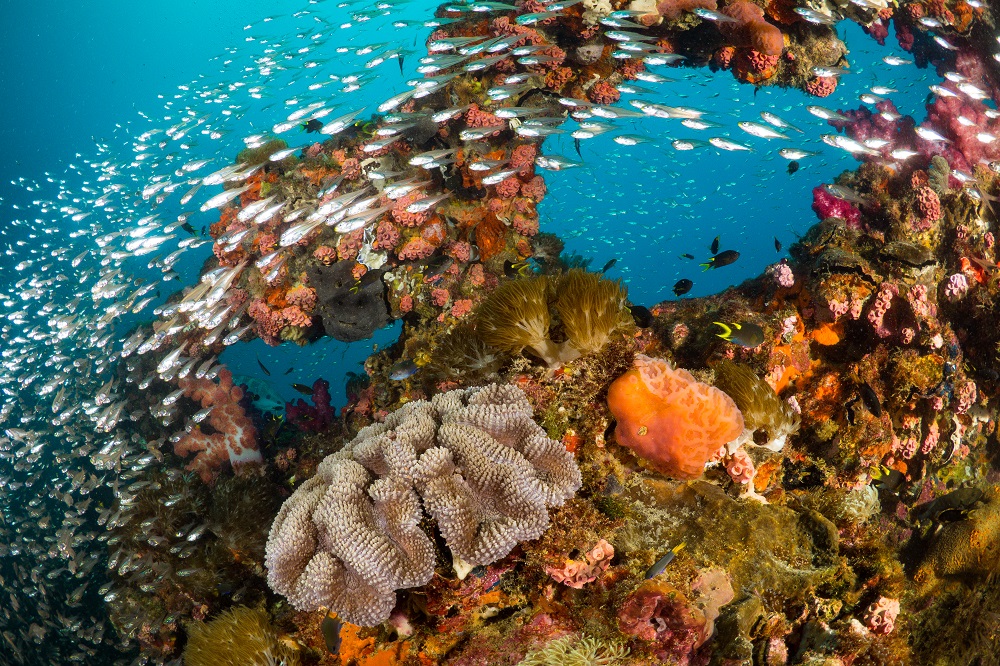 Great Barrier Reef  Australia_1172493256