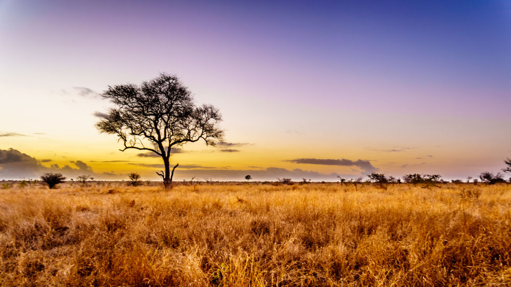 Kruger National Park_1024979566