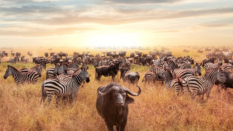 Tanzania Serengeti Safari