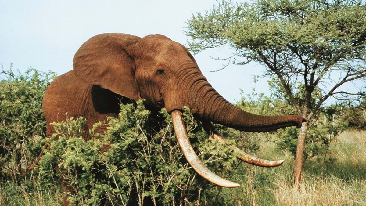 On Safari in South Africa   Elephant Lodge 03
