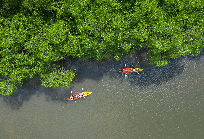 Kayaking_Mangroves 777x529