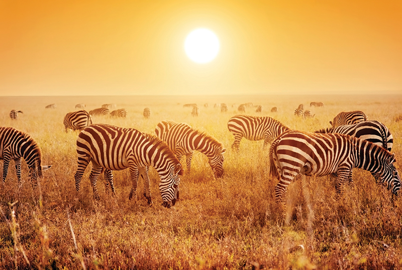 Tanzania   Serengeti_173186834