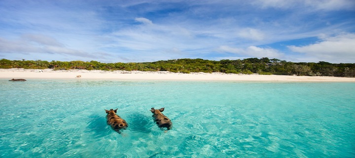 Pig Beach  Bahamas_173439653