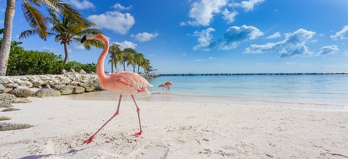 Flamingos on beach  Aruba_570470086
